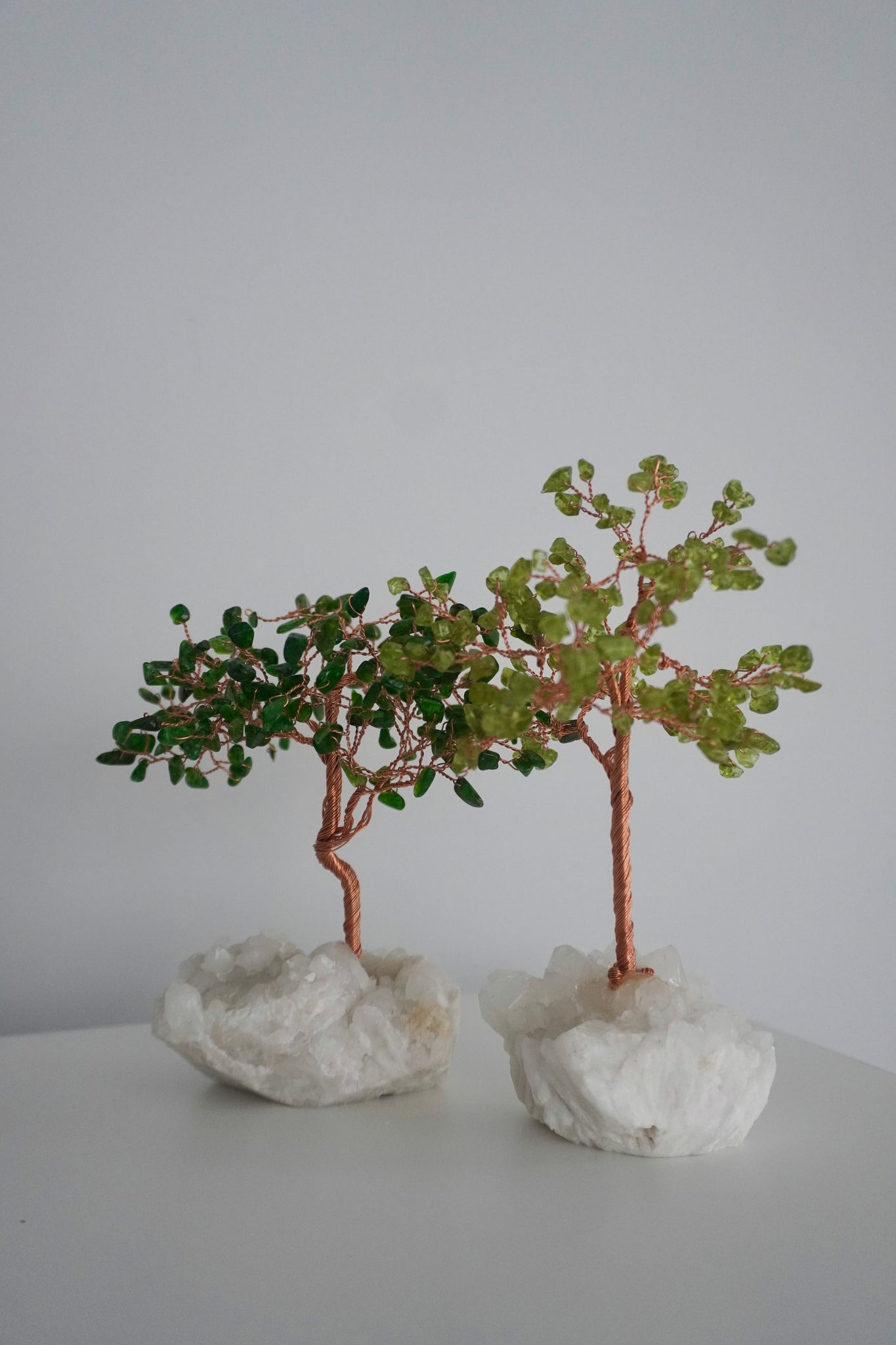 where can i buy a large jade plant Large Guatamalan Jade Tree – Shop SHNDY